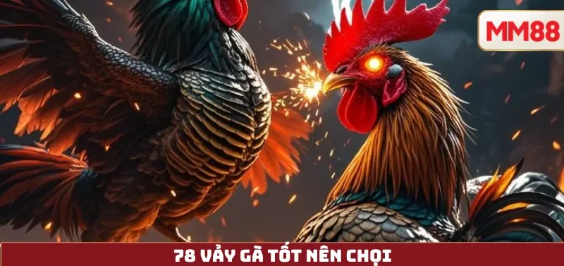 78 Vảy Gà Tốt Nên Chọi