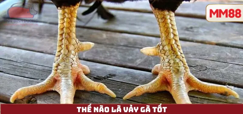 Thế nào là vảy gà tốt